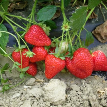 "Piante di Fragola Alba"