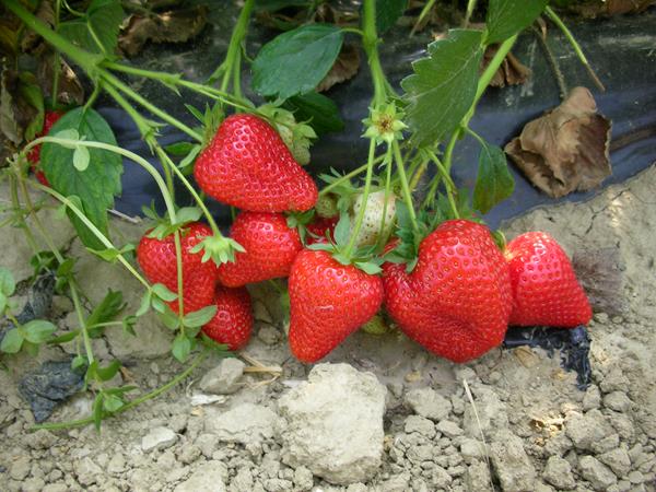 "Piante di Fragola Alba"