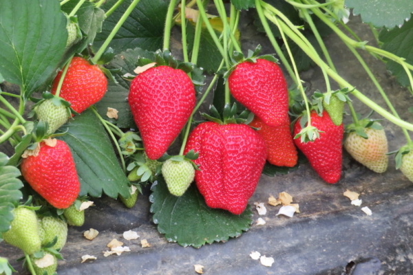 "Piante di Fragola Aurea"