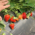 Fragola Scala