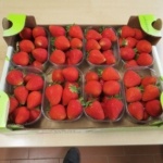 Fragola Scala