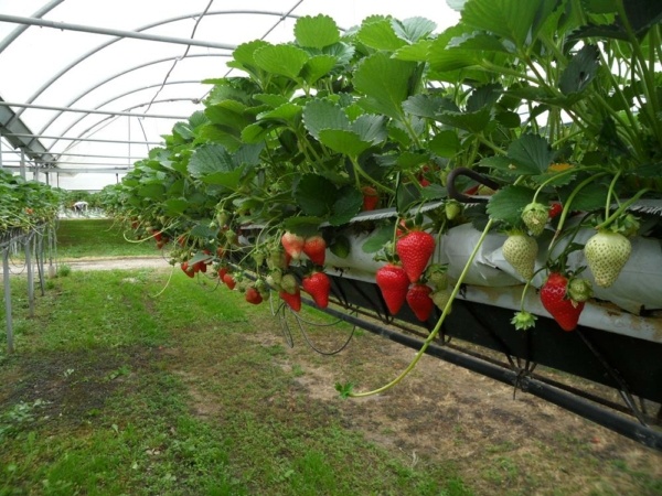 Fragola Malga