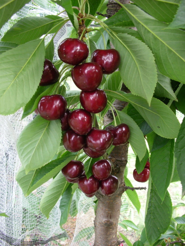 "Piante di Ciliegio Carmen"