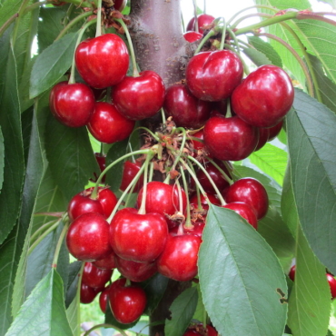 "Piante di Ciliegio Frisco"