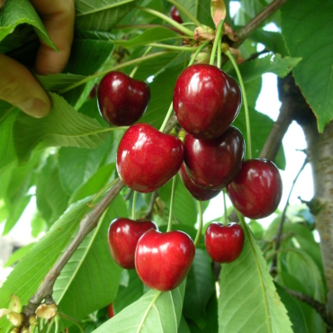 "Piante di Ciliegio Kordia"