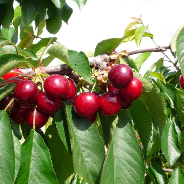 "Piante di Ciliegio Nimba"