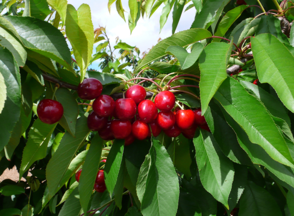 "Piante di Ciliegio Pacific Red"