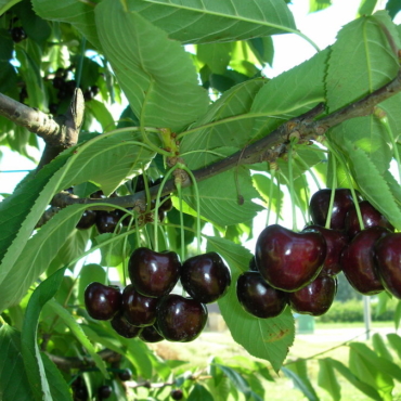 "Piante di Ciliegio Regina"