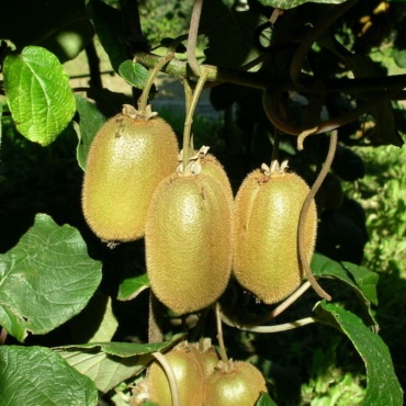 Boerica Kiwi