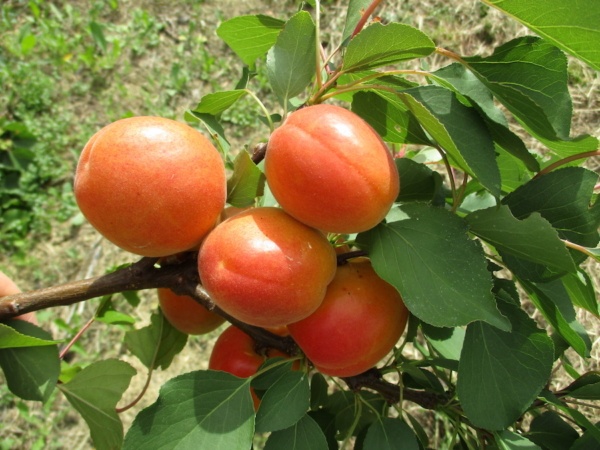 Nirosa1 Albicocche