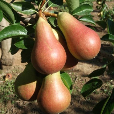 Pere Carmen