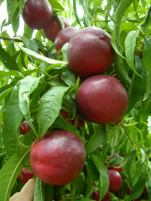 Dorabelle nettarina gialla