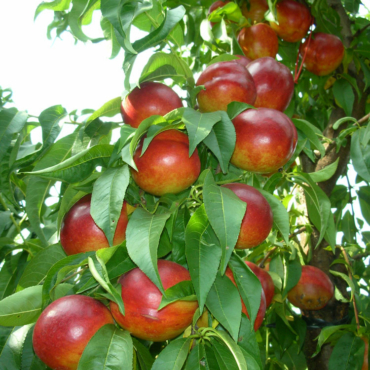 Dulciva nettarina gialla