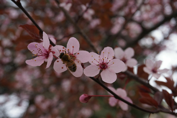 Impollinatore abete susino