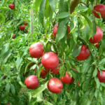 Product image thumbnail
